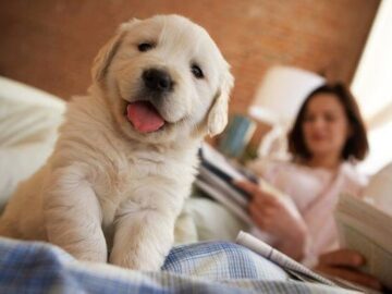 A dog on bed and background have women